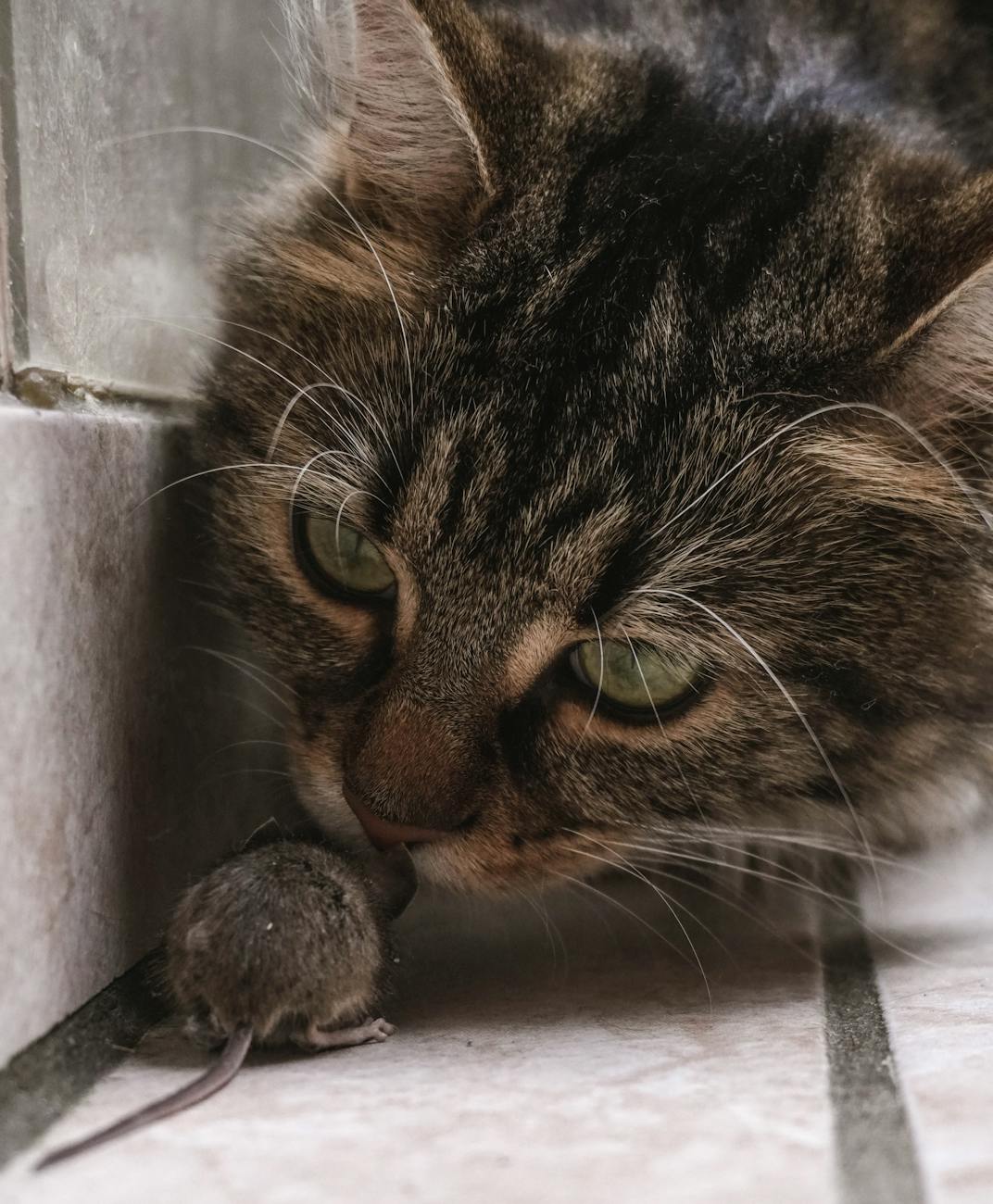 Beyond Primitive Instincts: Why Self‑Improvement Matters